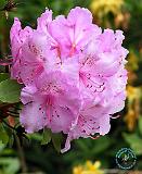 Rhododendron 8F87D--01